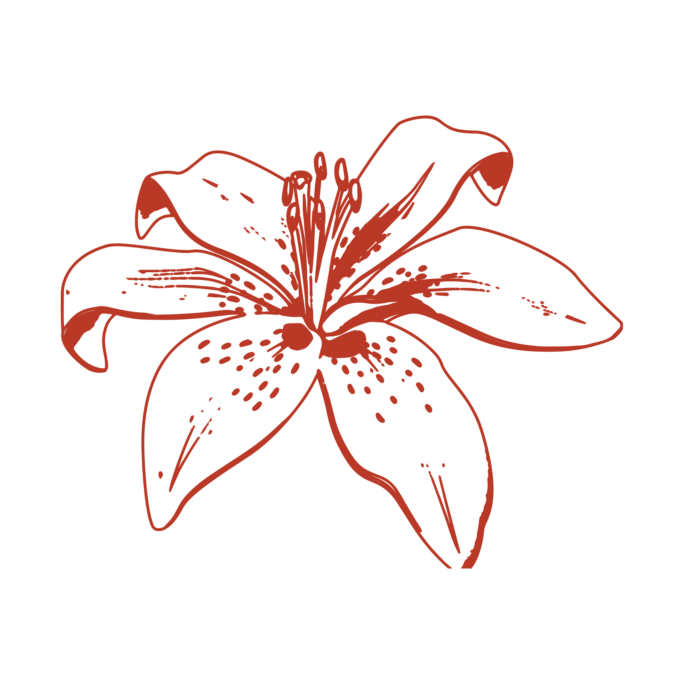 Bunga Lily